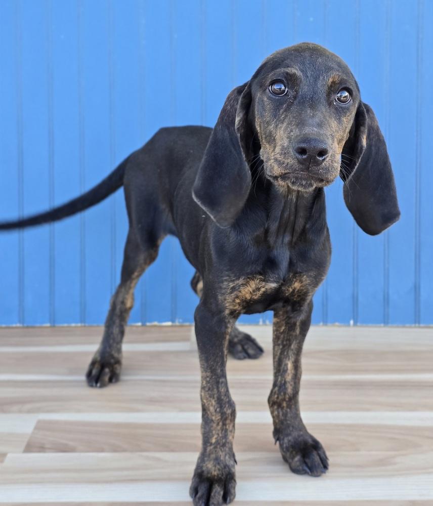 Enlarge Arrow, a Adoptable Plott Hound in Sedalia, CO image 4/4