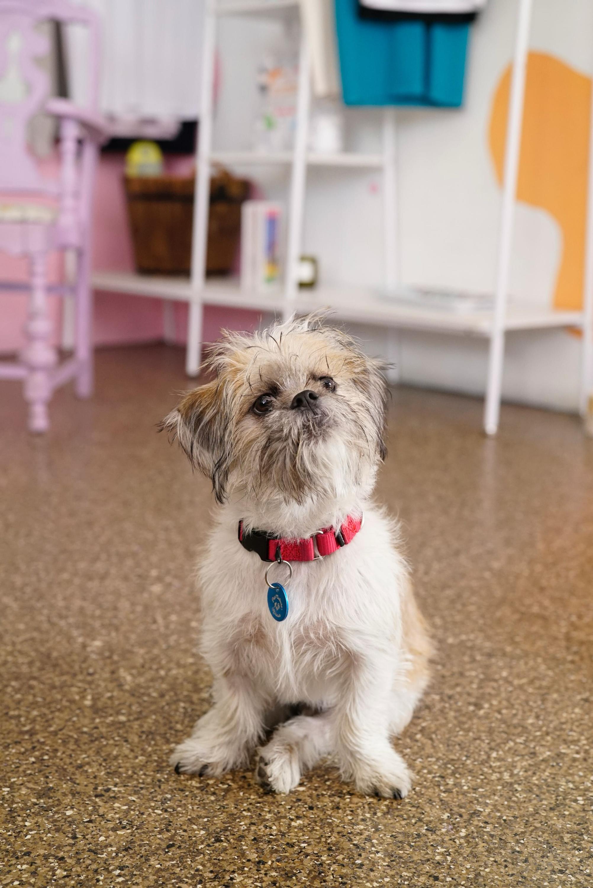 Enlarge Logan, a ADOPTABLE mixed breed in Pasadena, CA image 1/6