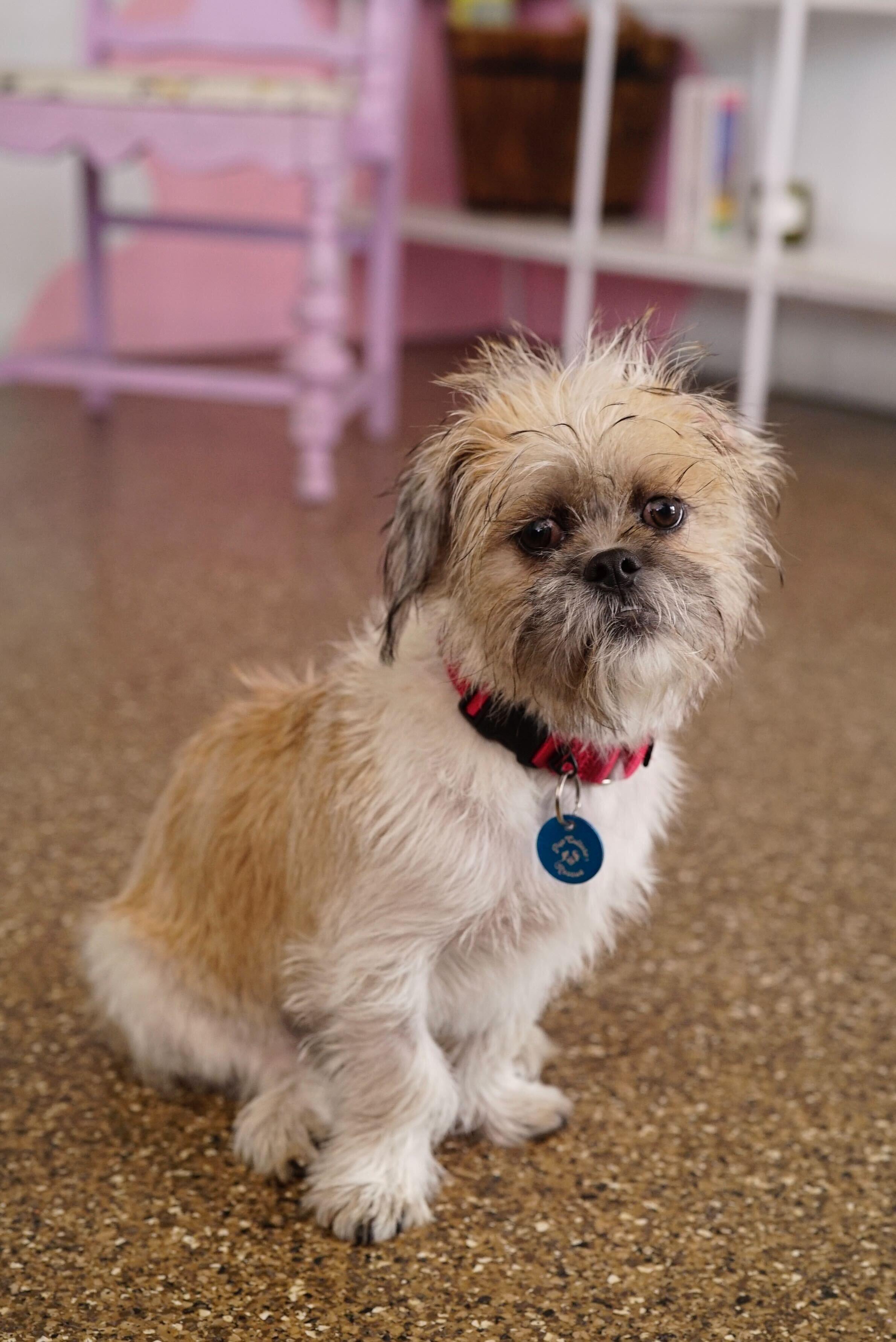 Enlarge Logan, a ADOPTABLE mixed breed in Pasadena, CA image 6/6