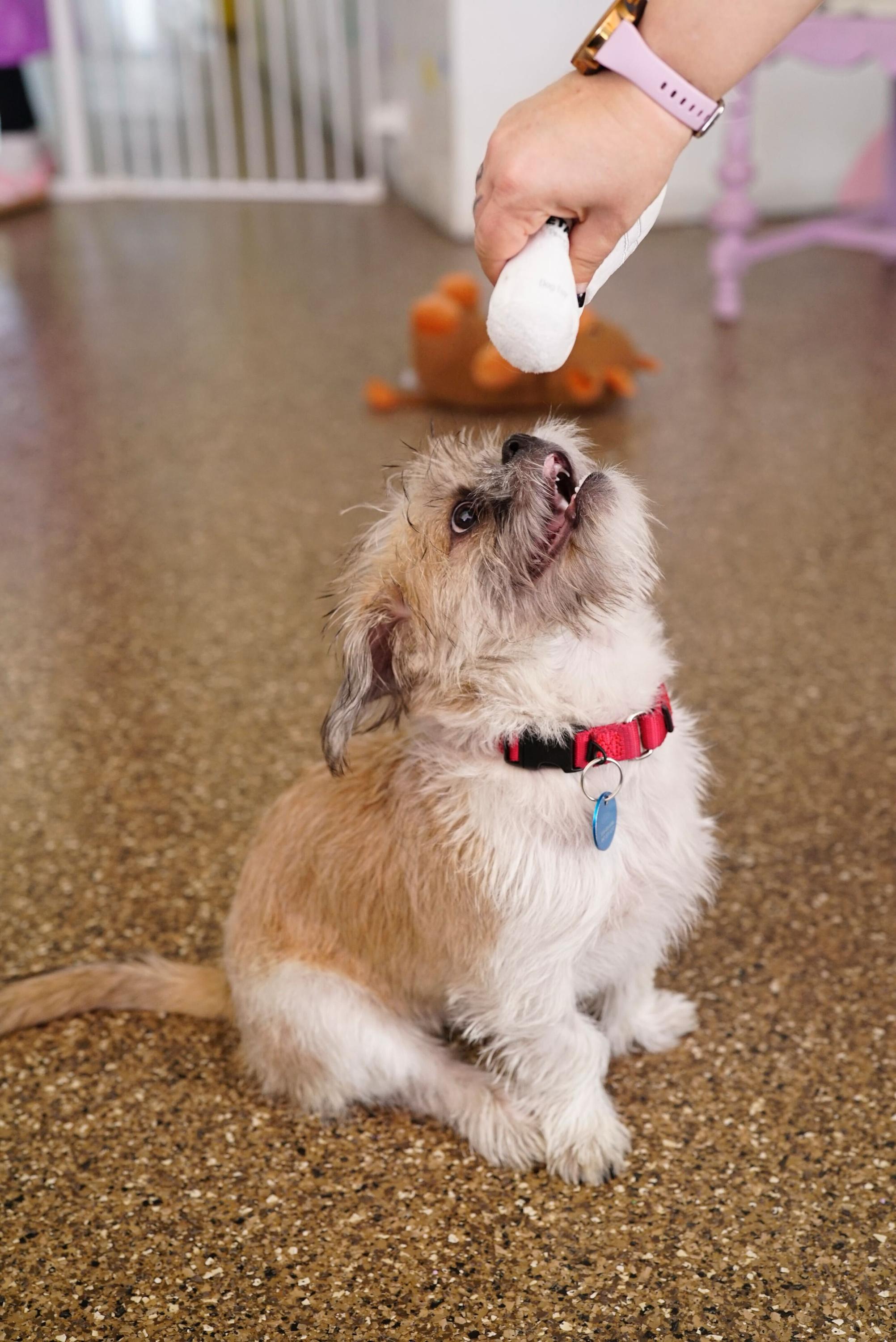 Enlarge Logan, a ADOPTABLE mixed breed in Pasadena, CA image 4/6