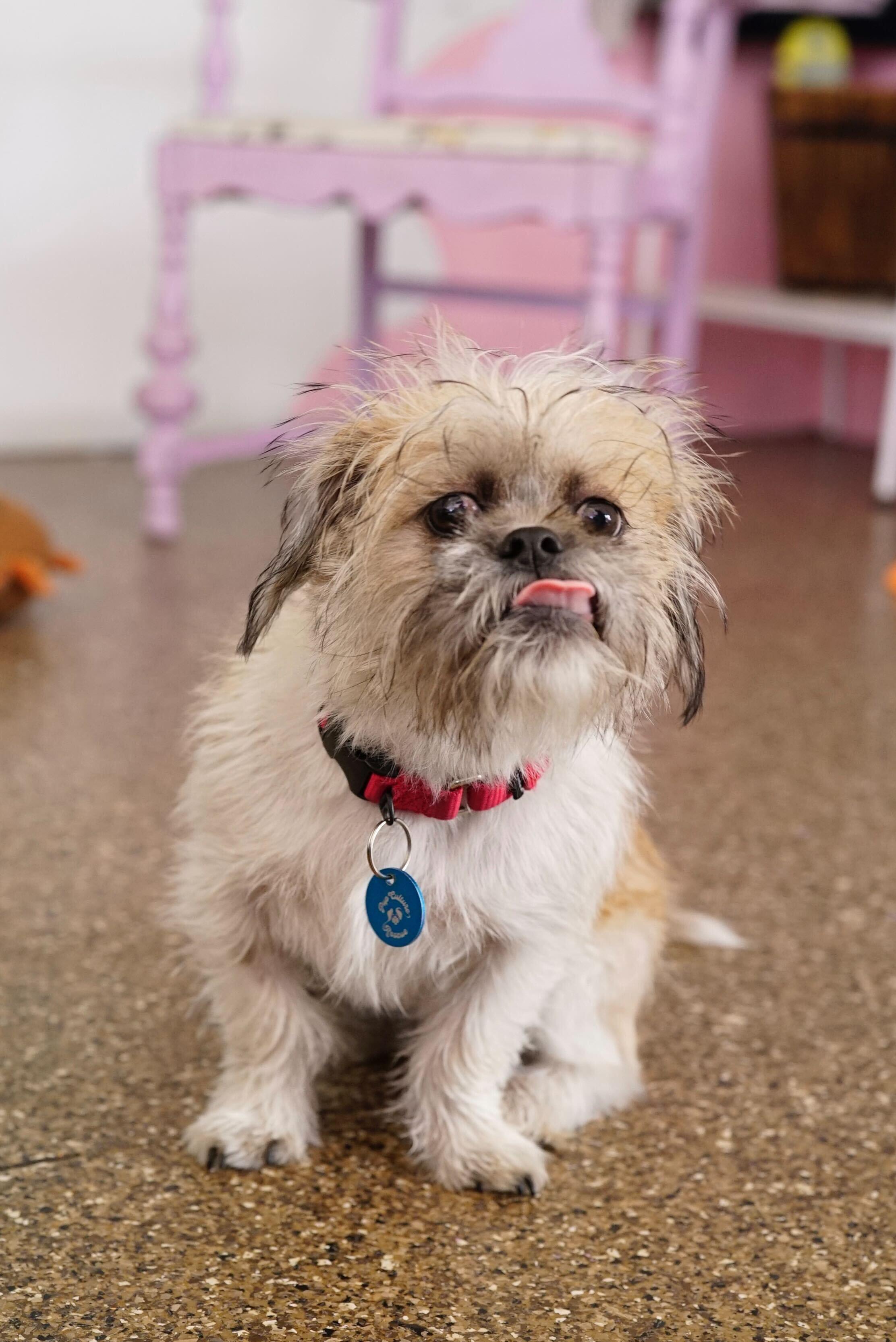Enlarge Logan, a ADOPTABLE mixed breed in Pasadena, CA image 2/6