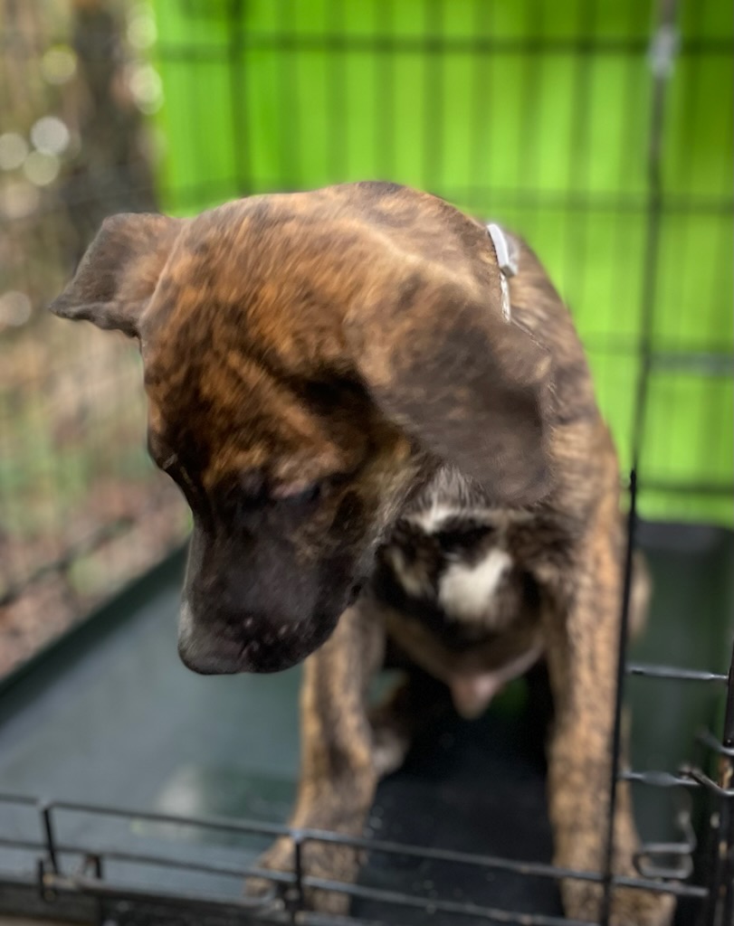 Elliot, an adopted Dutch Shepherd & Border Collie Mix in Saint Augustine, FL_image-1