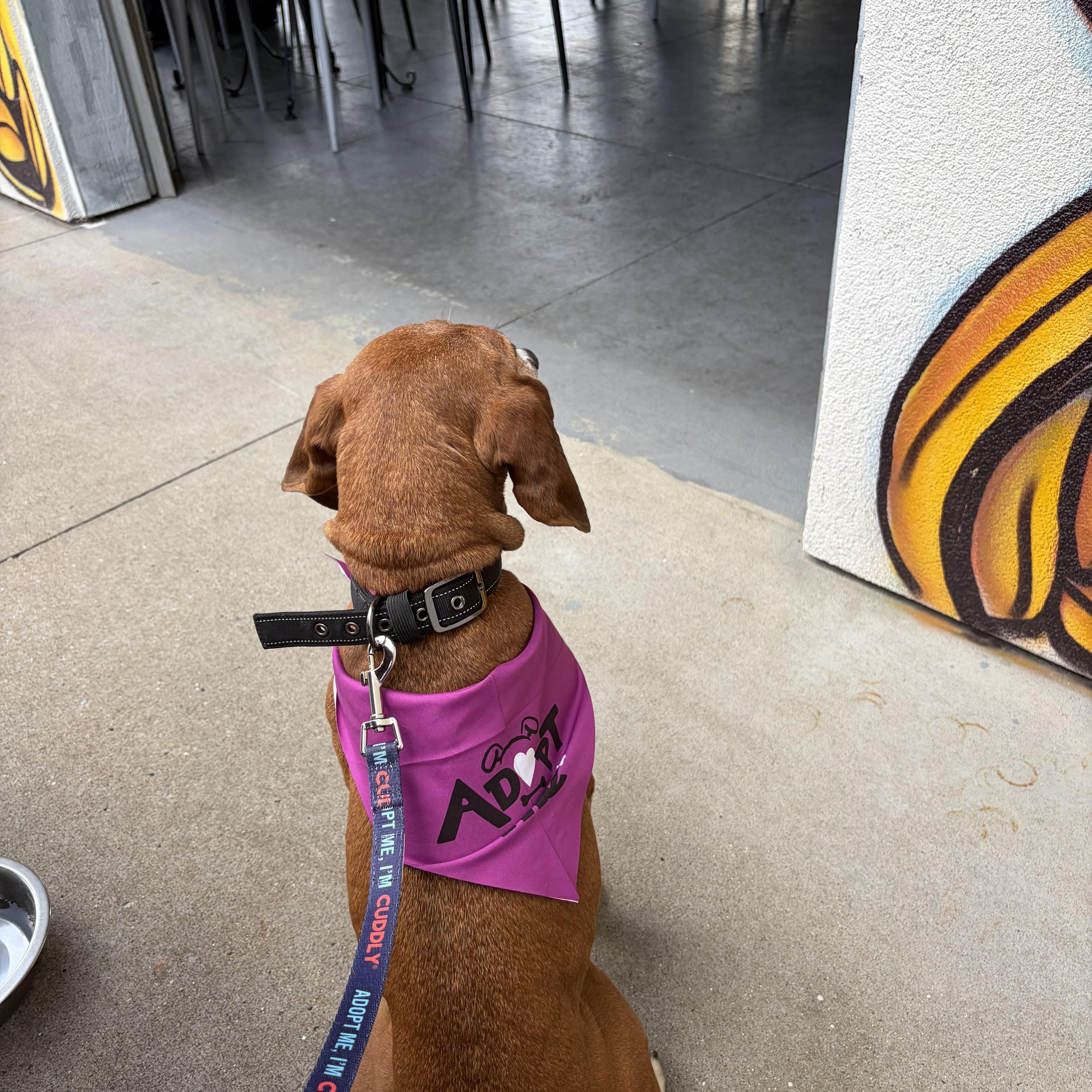 Clementine, a ADOPTABLE mixed breed in Spring Hill, TN image 4/5