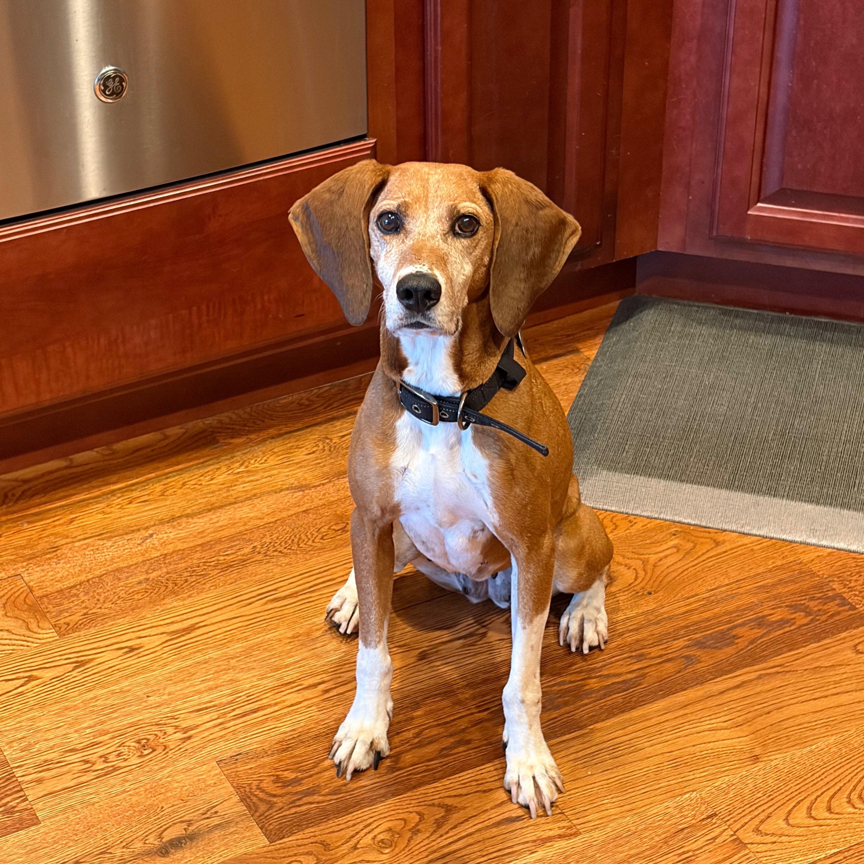 Enlarge Clementine, a ADOPTABLE mixed breed in Spring Hill, TN image 1/6