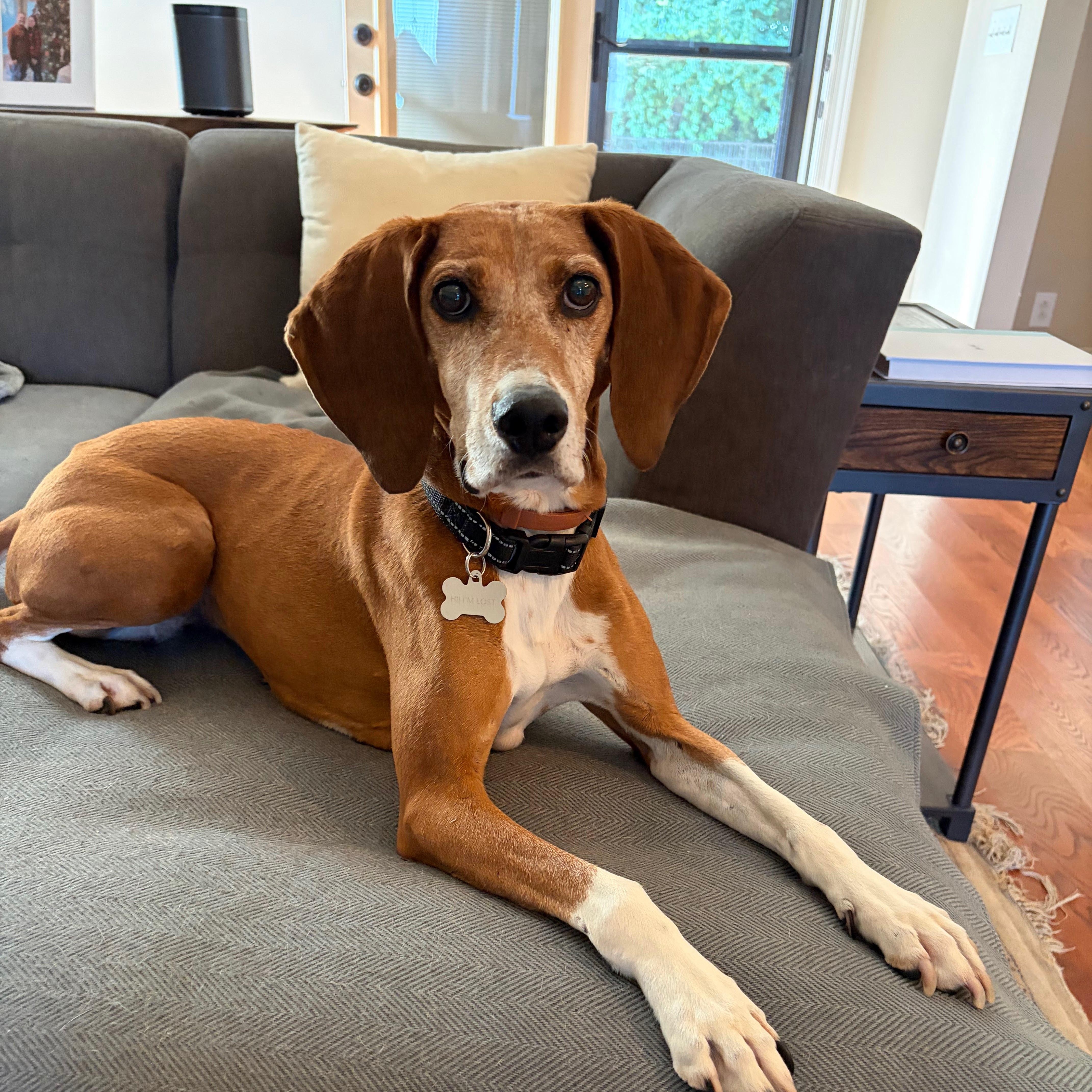 Enlarge Clementine, a ADOPTABLE mixed breed in Spring Hill, TN image 2/6