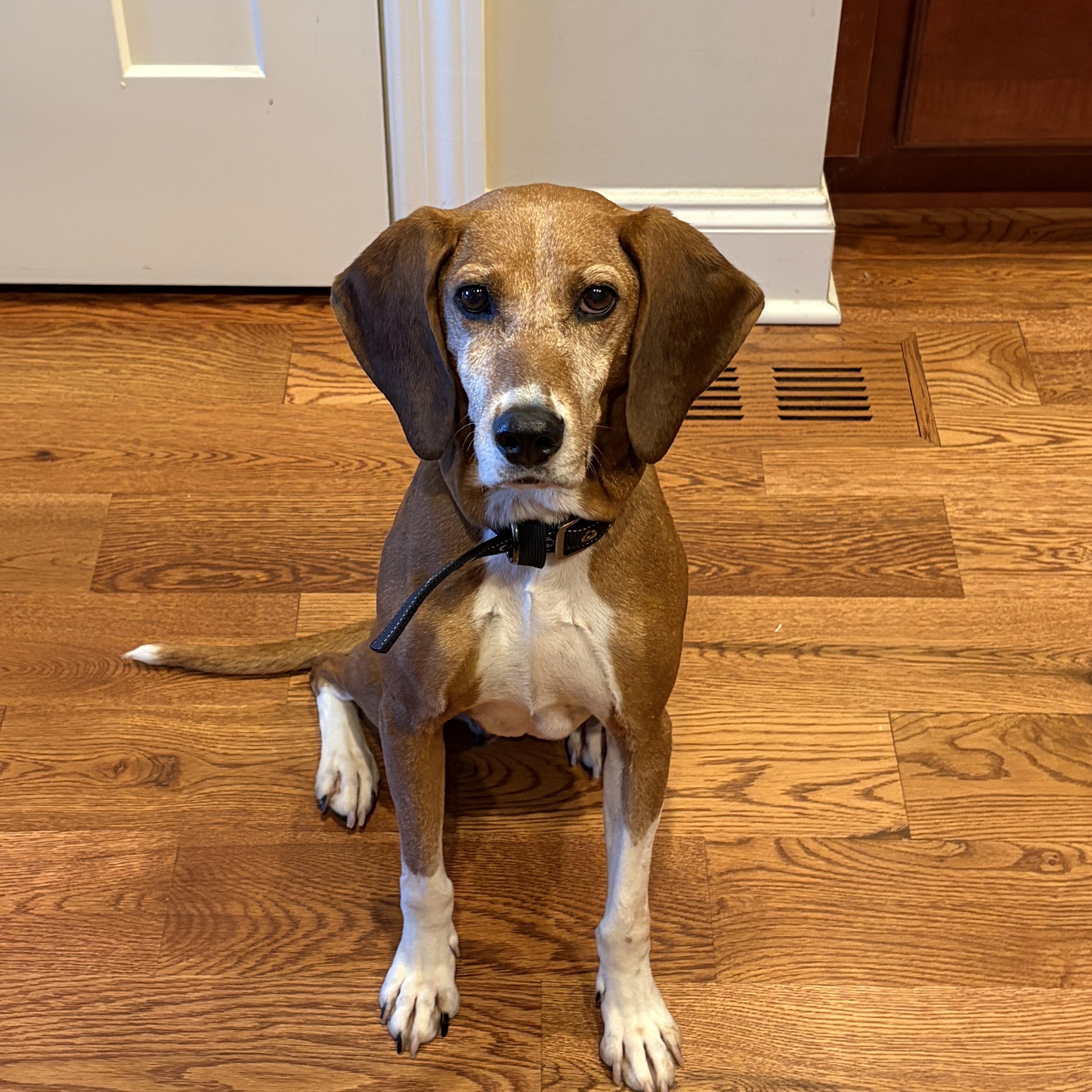 Clementine, a ADOPTABLE mixed breed in Spring Hill, TN image 2/5