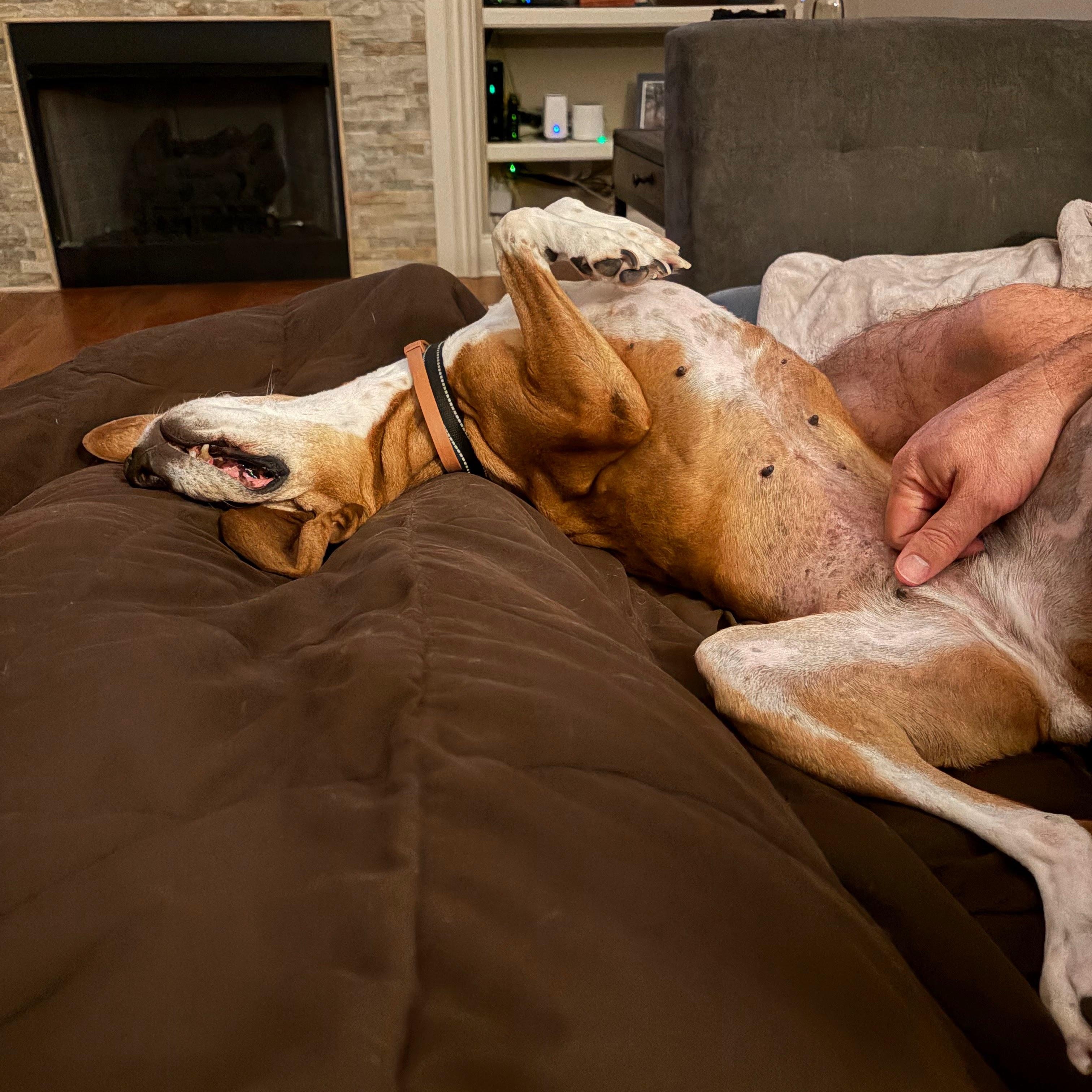 Enlarge Clementine, a ADOPTABLE mixed breed in Spring Hill, TN image 4/6
