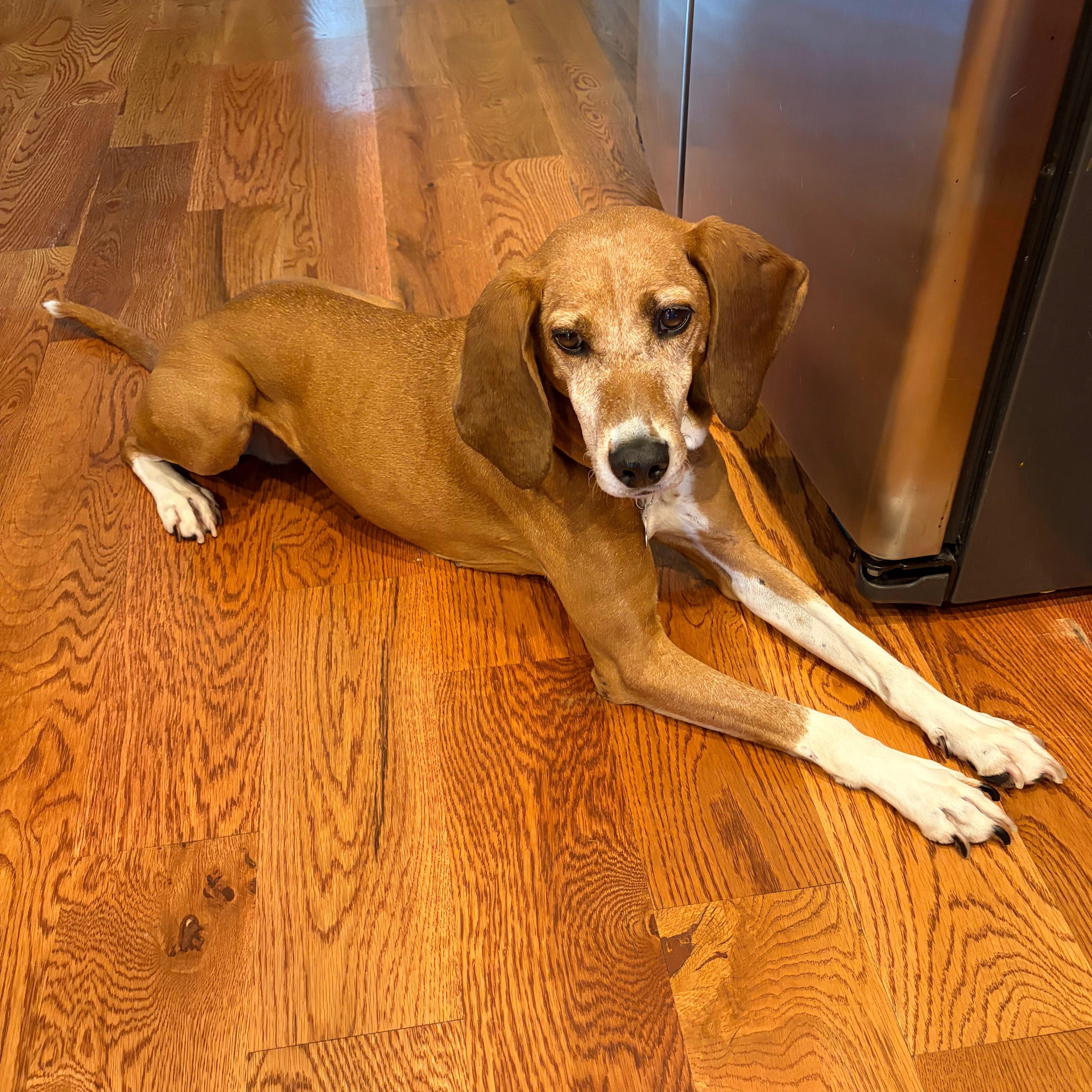 Enlarge Clementine, a ADOPTABLE mixed breed in Spring Hill, TN image 3/6