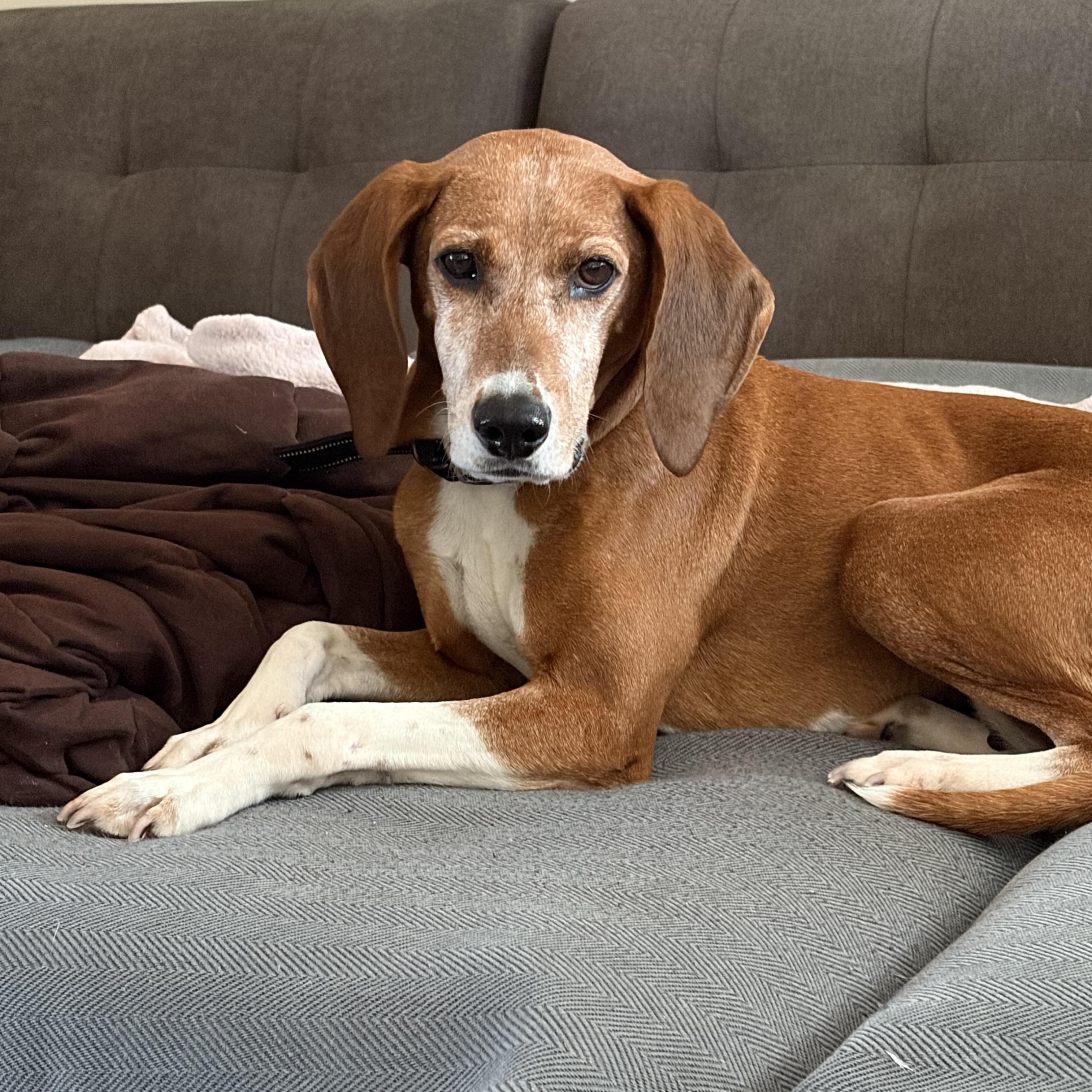 Clementine, a ADOPTABLE mixed breed in Spring Hill, TN image 1/5