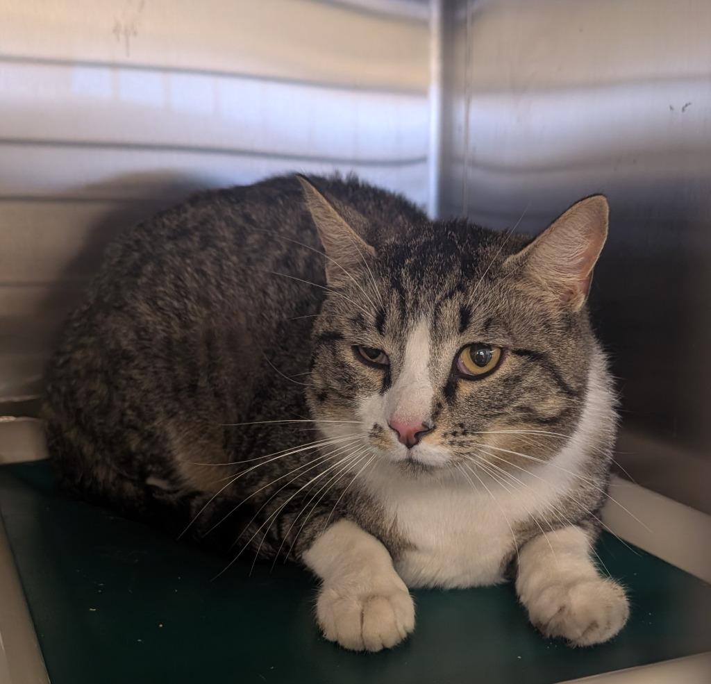 Puffy, Adopted, Adult Male Domestic Short Hair.