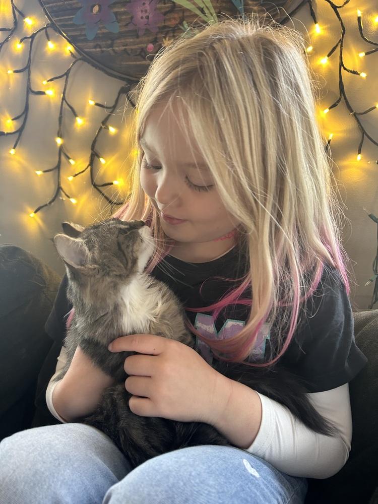 Frankie, Adopted, Kitten Female Maine Coon & Exotic Shorthair.