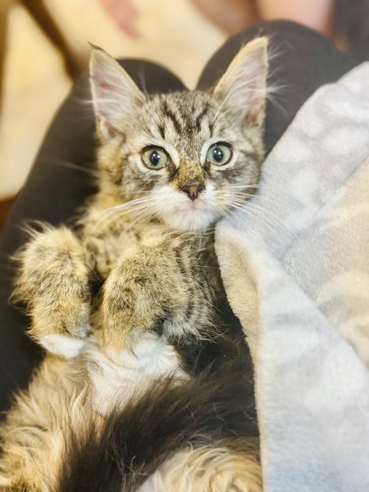 Enlarge Frankie, a Adopted mixed breed in Warren, CT image 2/3