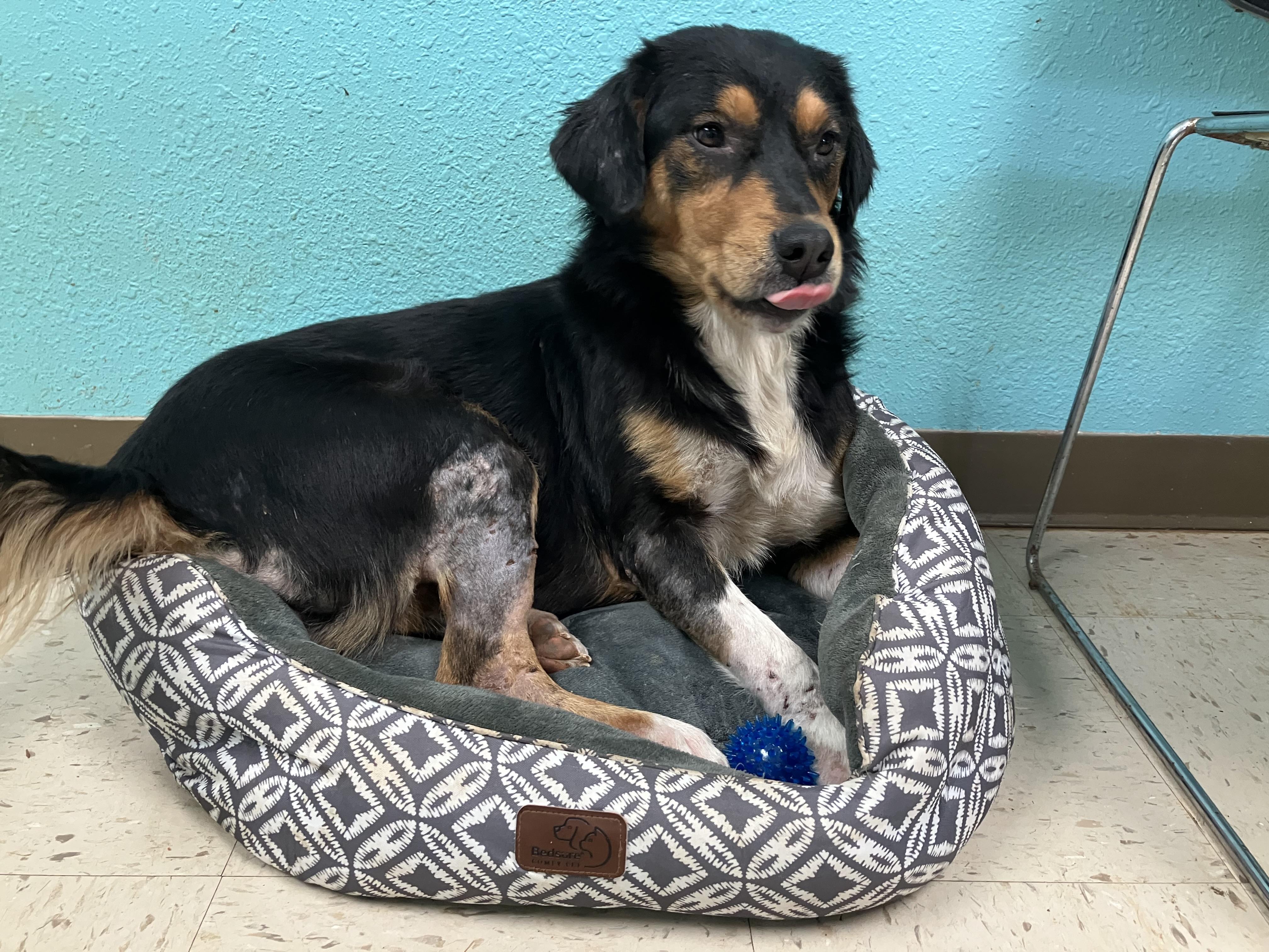 Enlarge “Butters” (Butter Bean), a ADOPTABLE mixed breed in Sylacauga, AL image 2/2