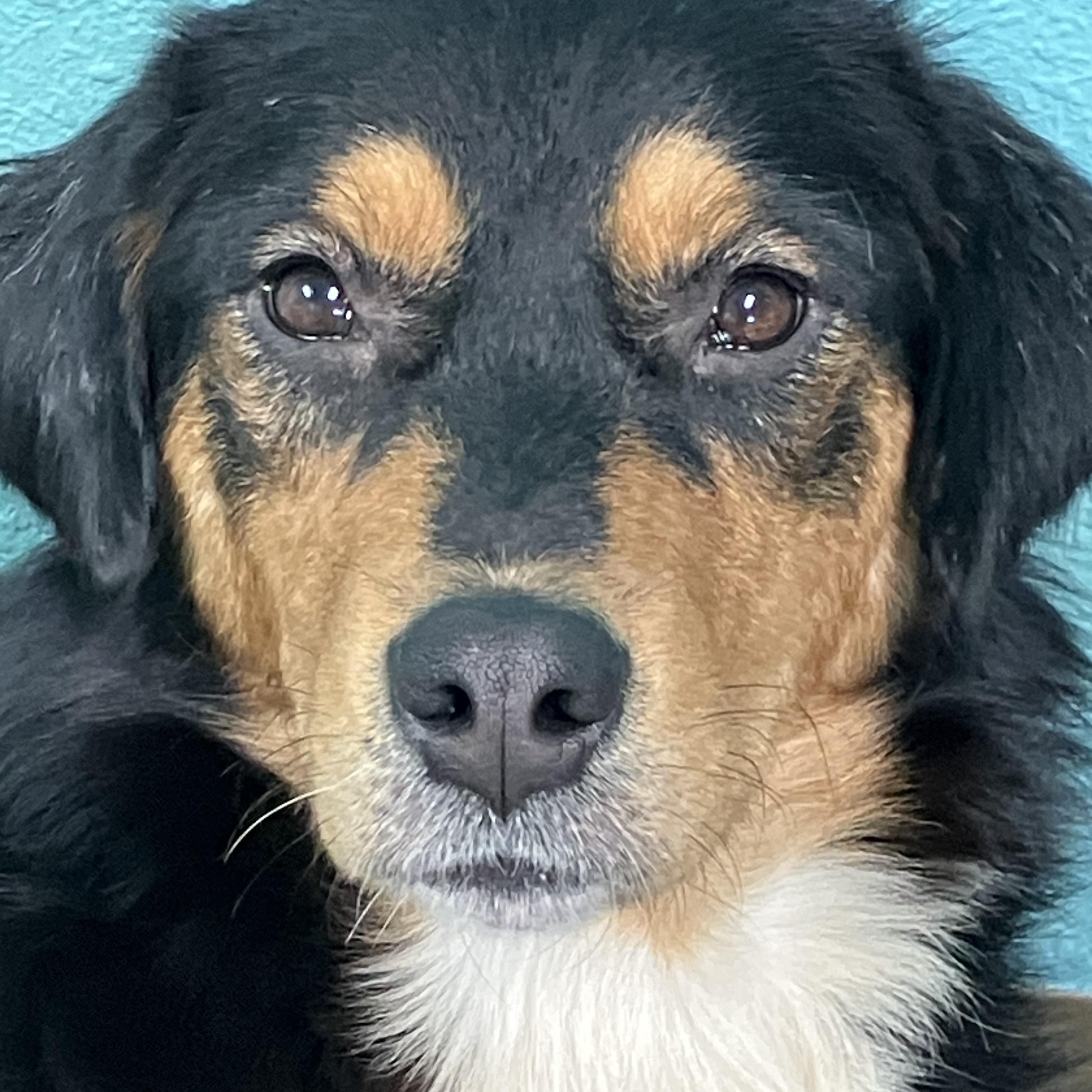 “Butters” (Butter Bean), ADOPTABLE, Adult Female Shetland Sheepdog / Sheltie.