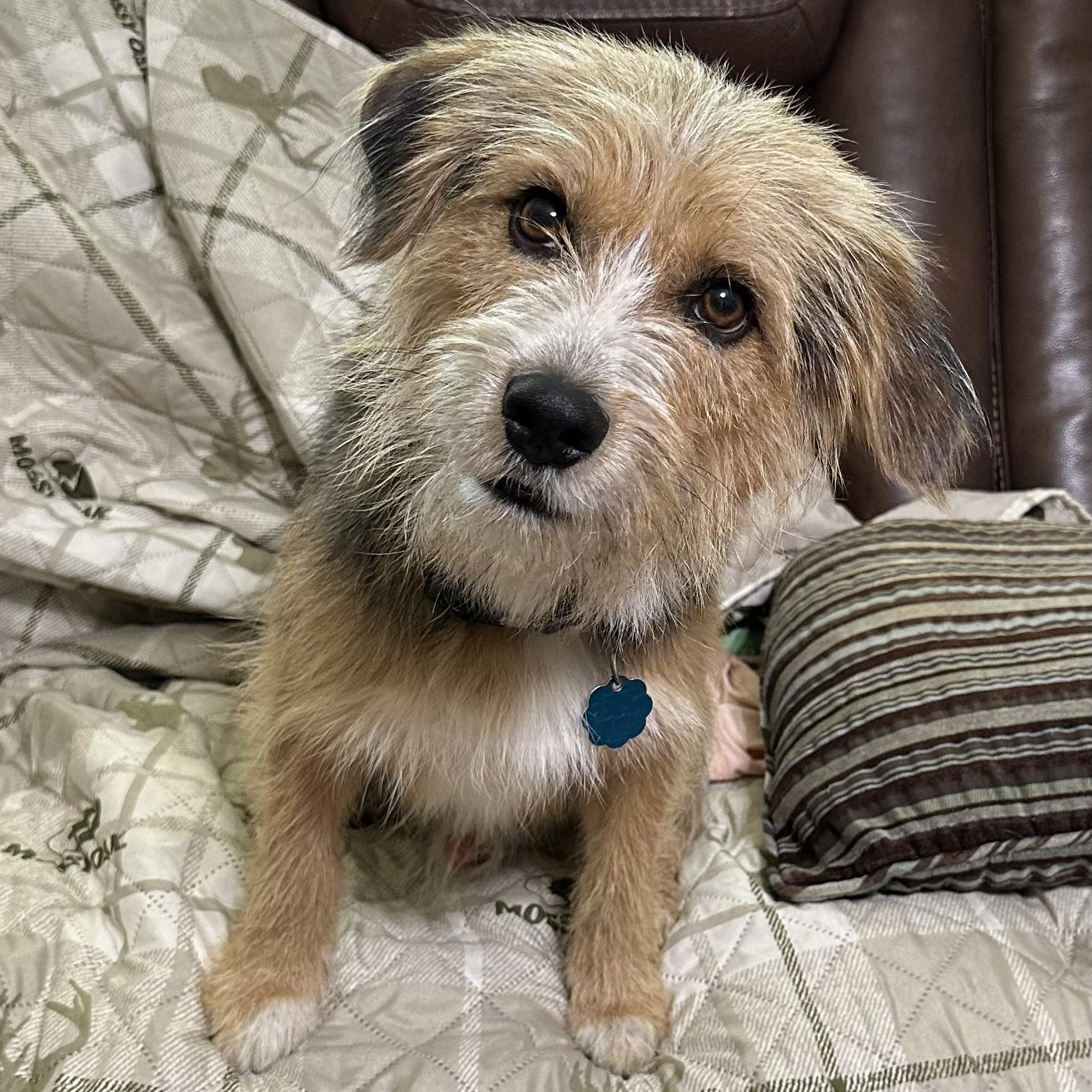 Benji photo 5