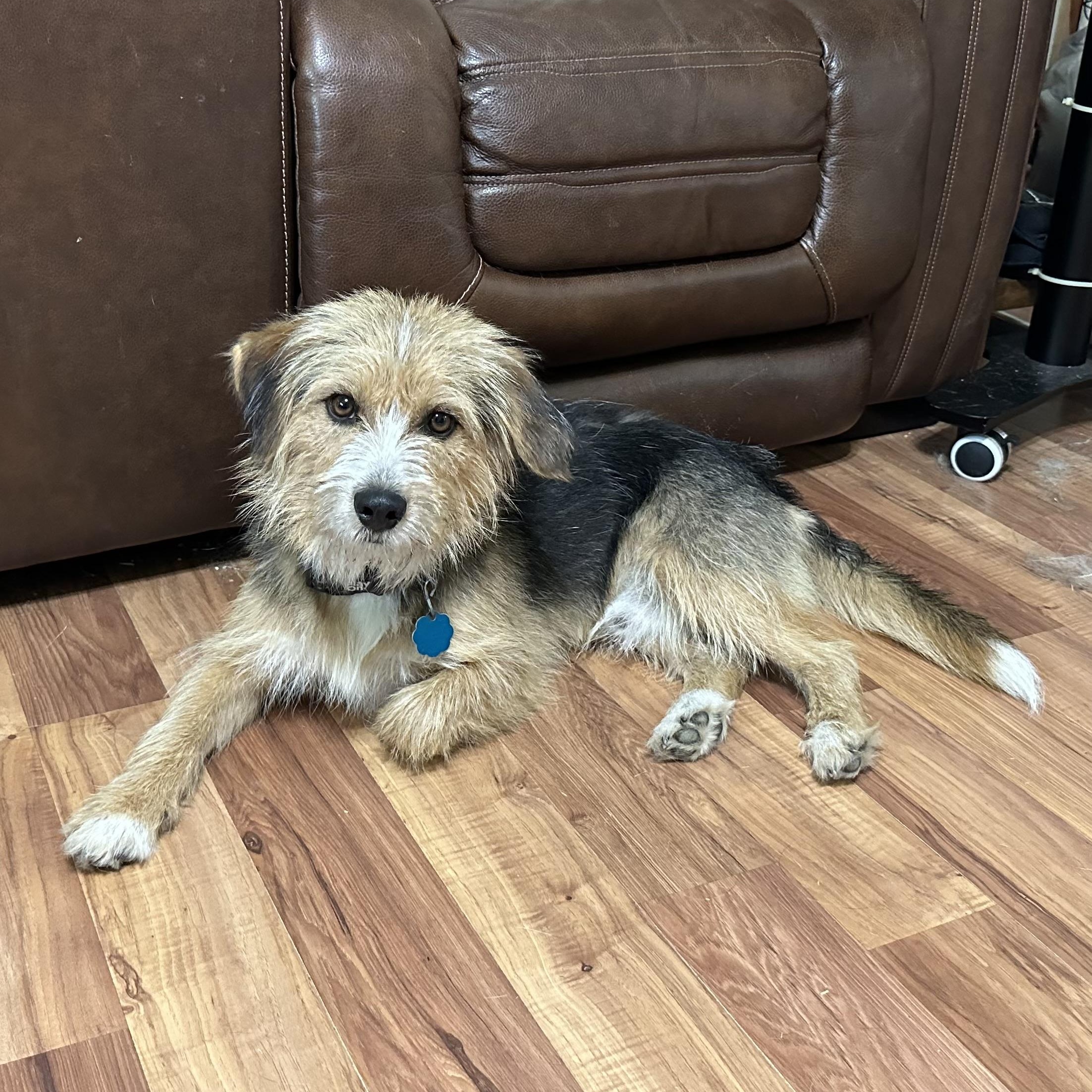 Dog for adoption - Benji, a Terrier Mix in Little Rock, AR | Petfinder
