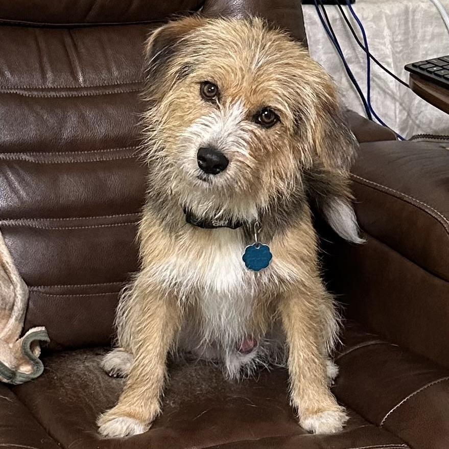 Benji, Adult Male unknown