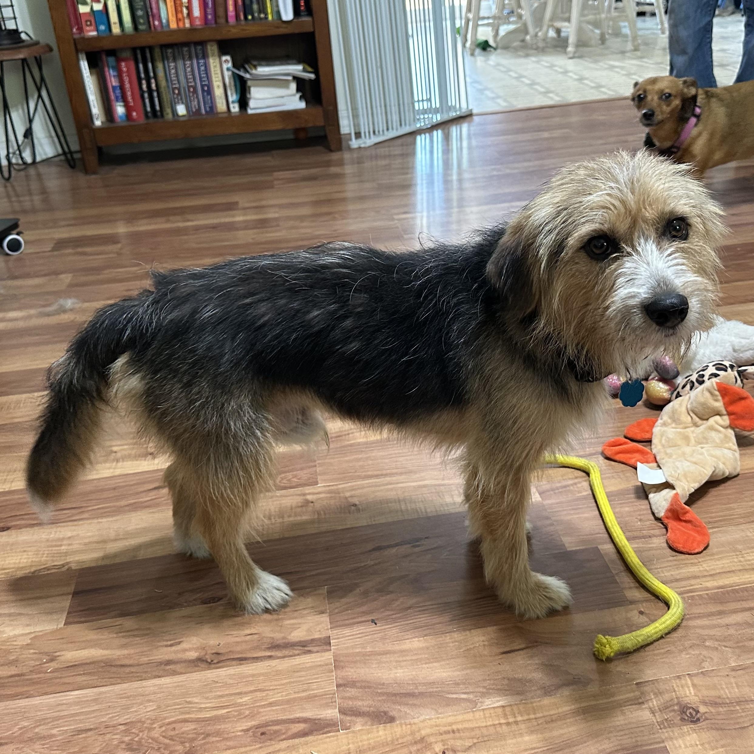 Dog for adoption - Benji, a Terrier Mix in Little Rock, AR | Petfinder