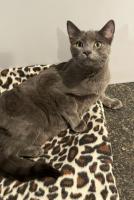 Enlarge Earl Grey, an adopted Domestic Short Hair in Lincoln, NE image 1/1