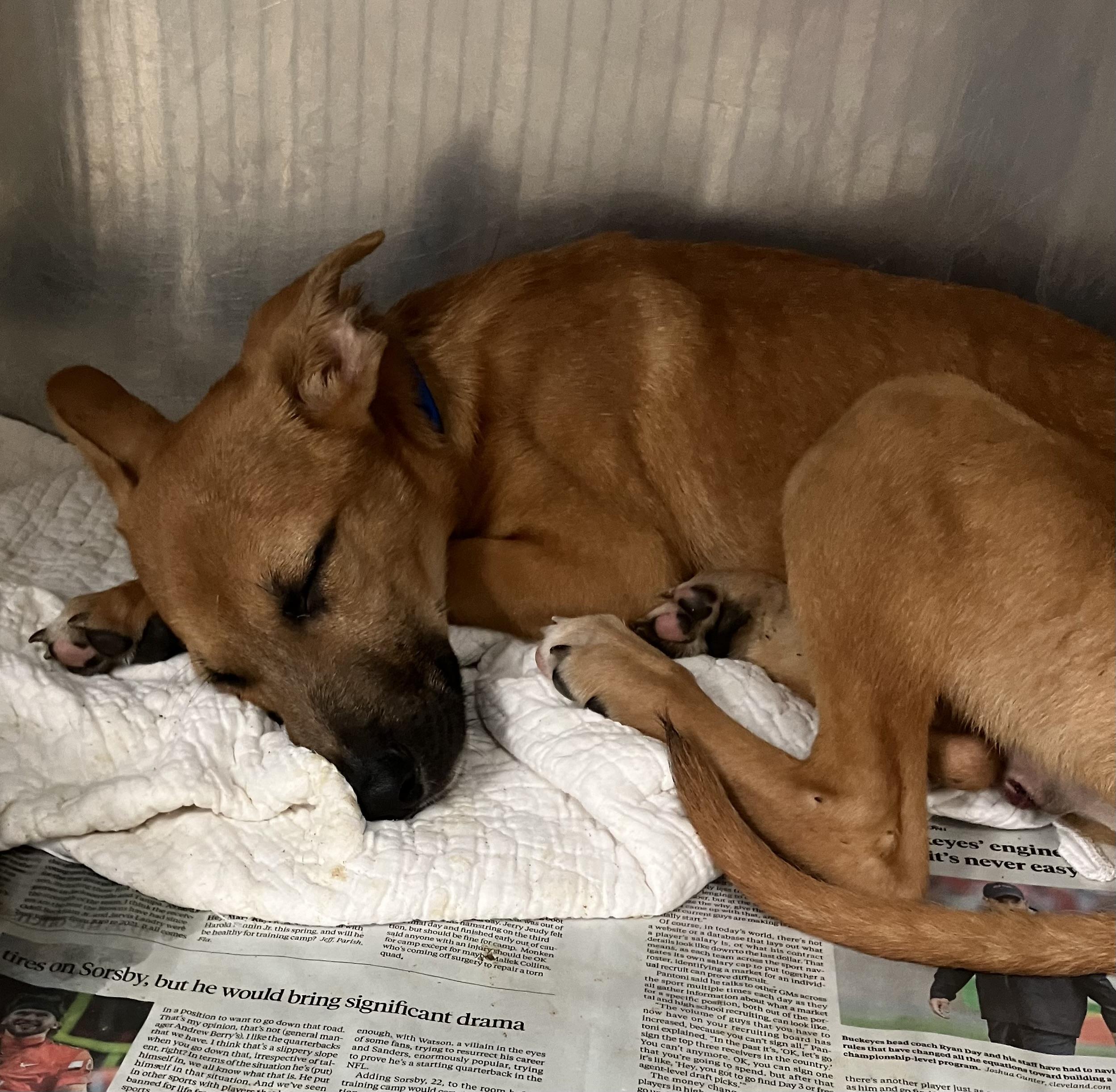 Enlarge Steel, a Adoptable mixed breed in Parma, OH image 1/1
