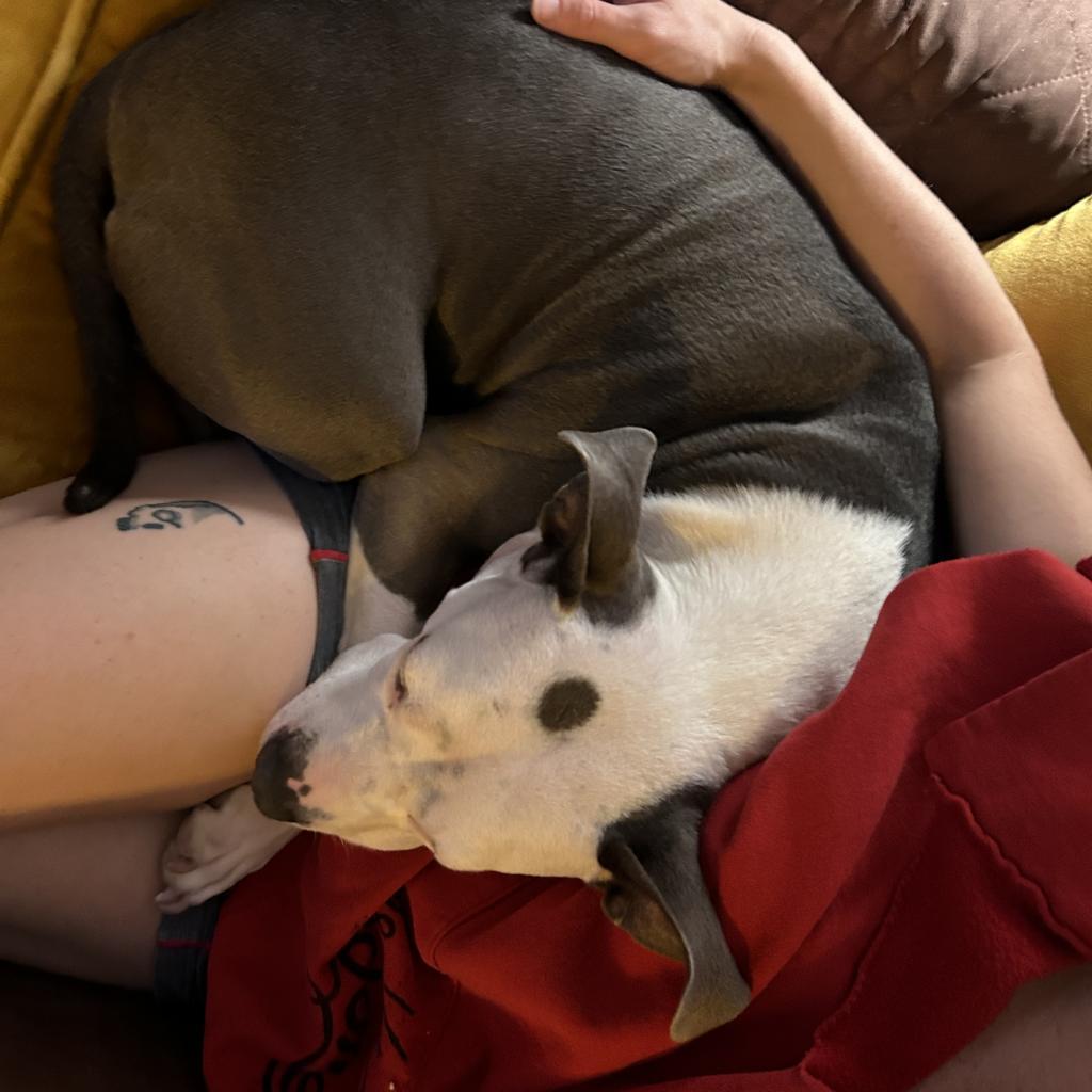 Jenny, Adoptable, Senior Female Terrier.