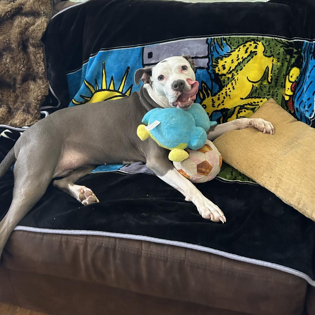 Enlarge Jenny, a Adoptable mixed breed in O'Fallon, MO image 3/6