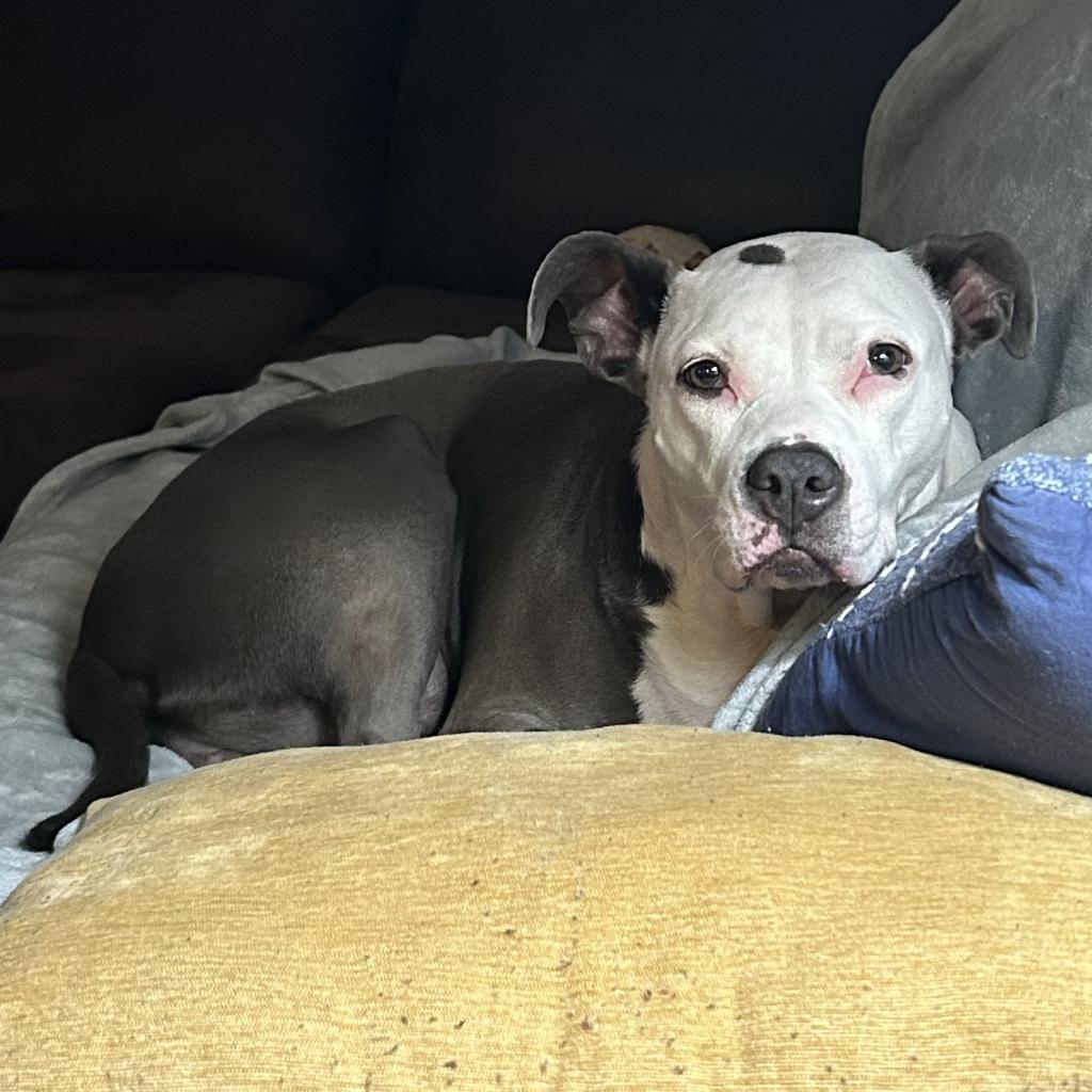 Enlarge Jenny, a Adoptable mixed breed in O'Fallon, MO image 4/6