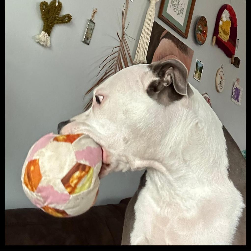 Enlarge Jenny, a Adoptable mixed breed in O'Fallon, MO image 5/6