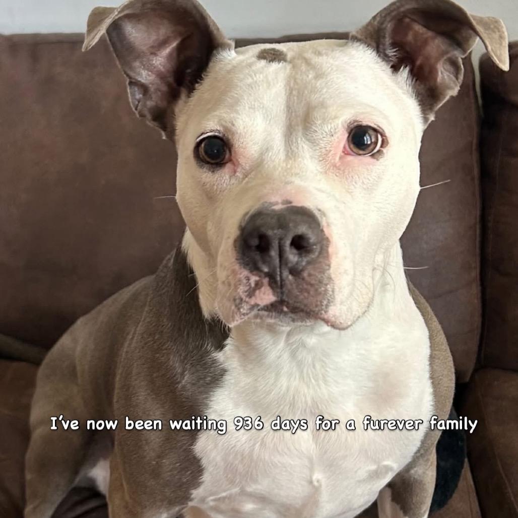 Enlarge Jenny, a Adoptable mixed breed in O'Fallon, MO image 6/6