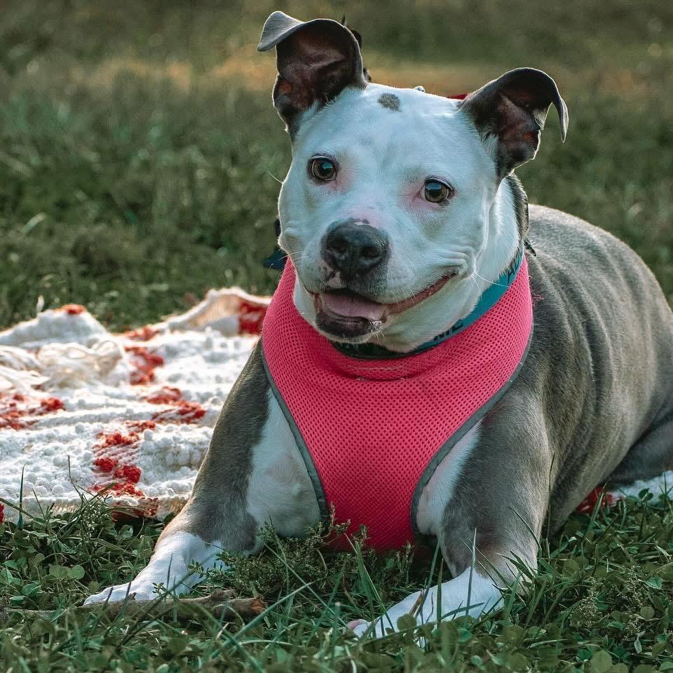 Enlarge Jenny, a Adoptable mixed breed in O'Fallon, MO image 6/6