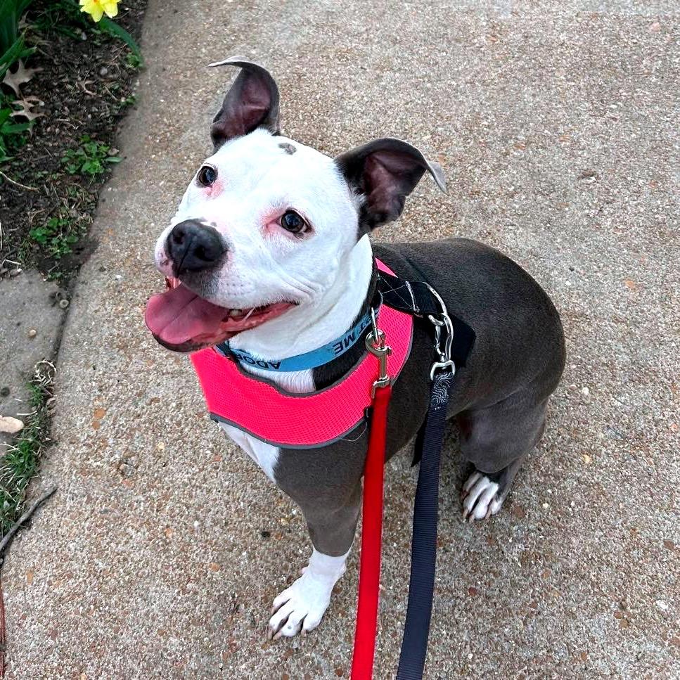 Enlarge Jenny, a Adoptable mixed breed in O'Fallon, MO image 6/6