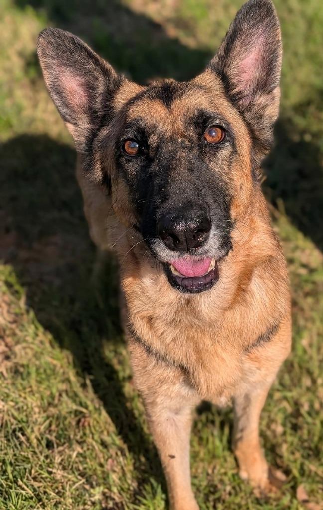 Berta, Adoptable, Adult Female German Shepherd Dog.