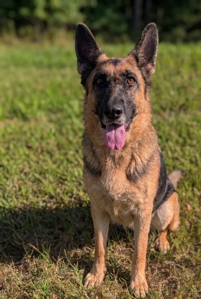 Enlarge Berta, a Adoptable German Shepherd Dog in Springfield, TN image 2/2