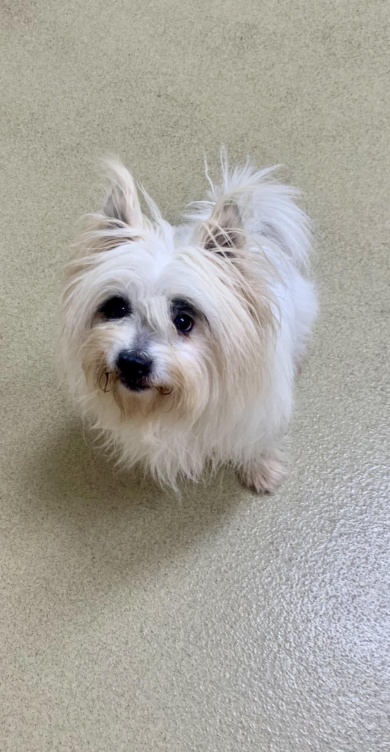 Enlarge Chip, an adopted mixed breed in Hartwell, GA image 2/2