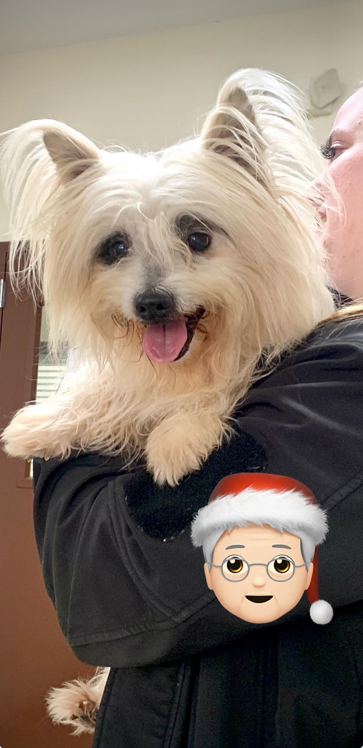 Chip, adopted, Adult Male West Highland White Terrier / Westie & Silky Terrier.