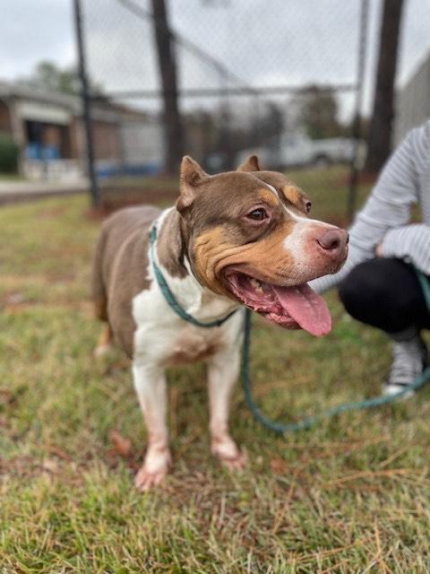 Honey Bun, Adoptable, Adult Female Pit Bull Terrier.
