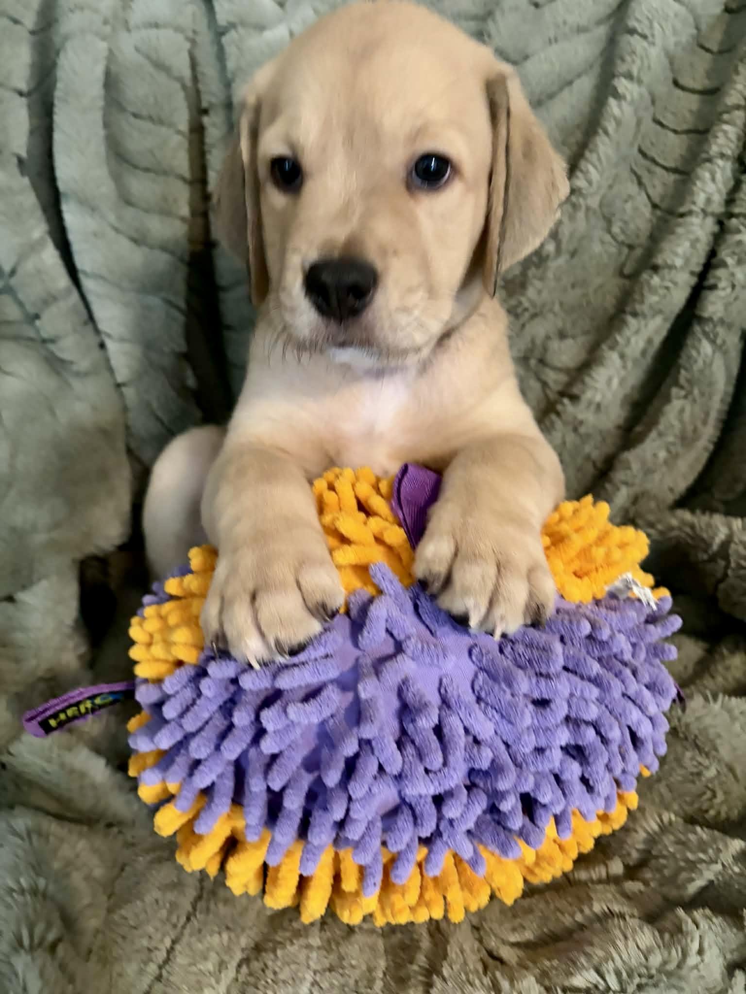 Sven, a Adoptable mixed breed in Austin, TX image 2/4
