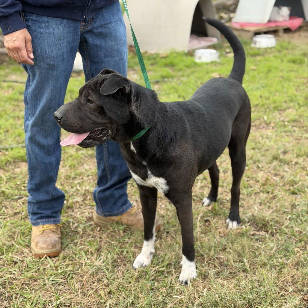 Itzy, Adoptable, Young Female Shar-Pei.