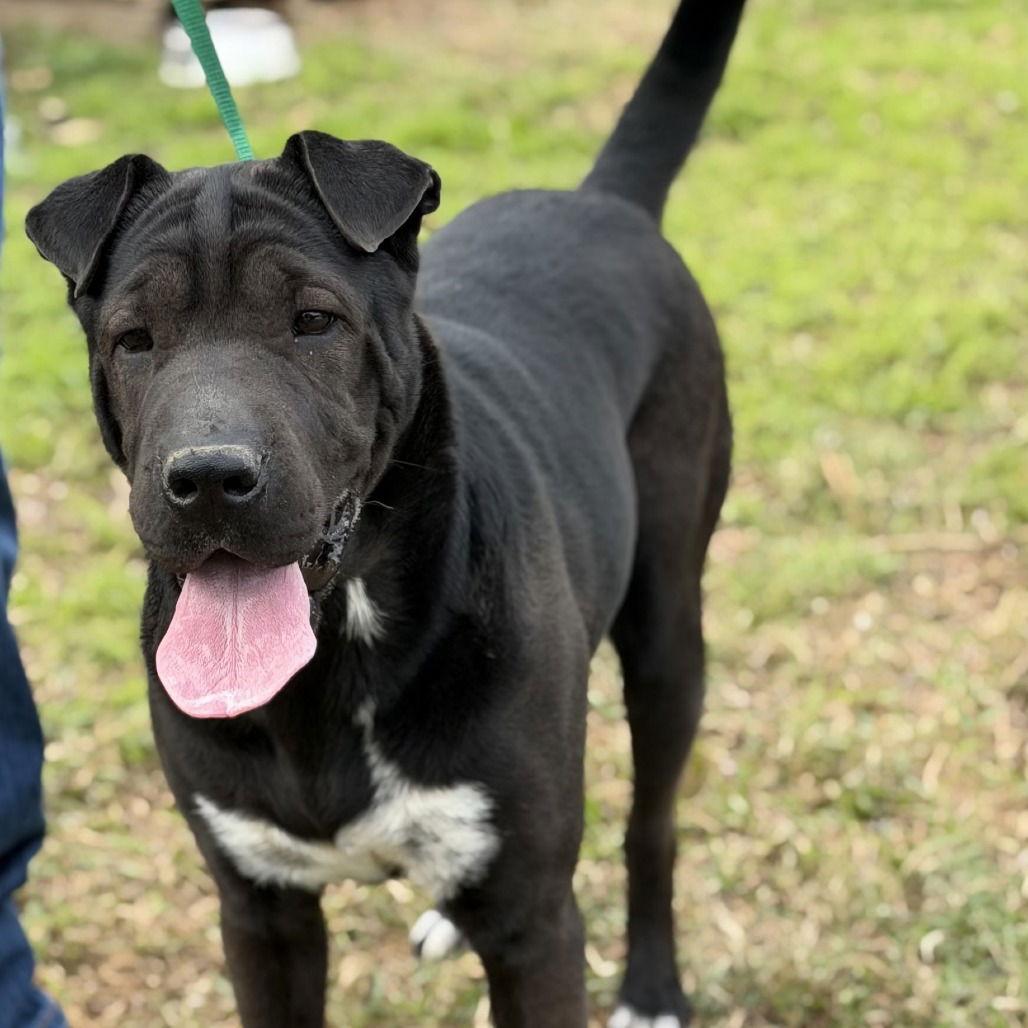 Enlarge Itzy, a Adoptable Shar-Pei in Oceanside, CA image 2/3