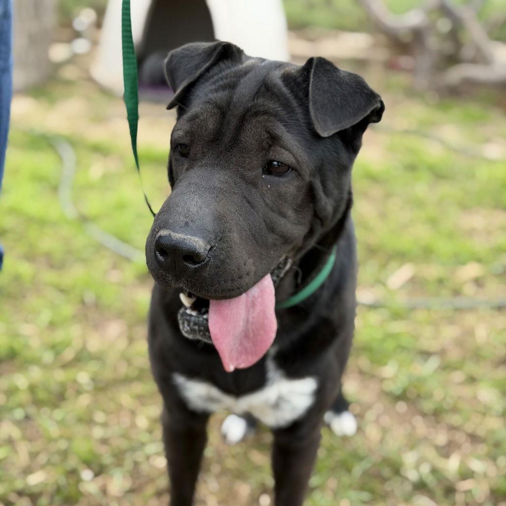 Enlarge Itzy, a Adoptable Shar-Pei in Oceanside, CA image 3/3