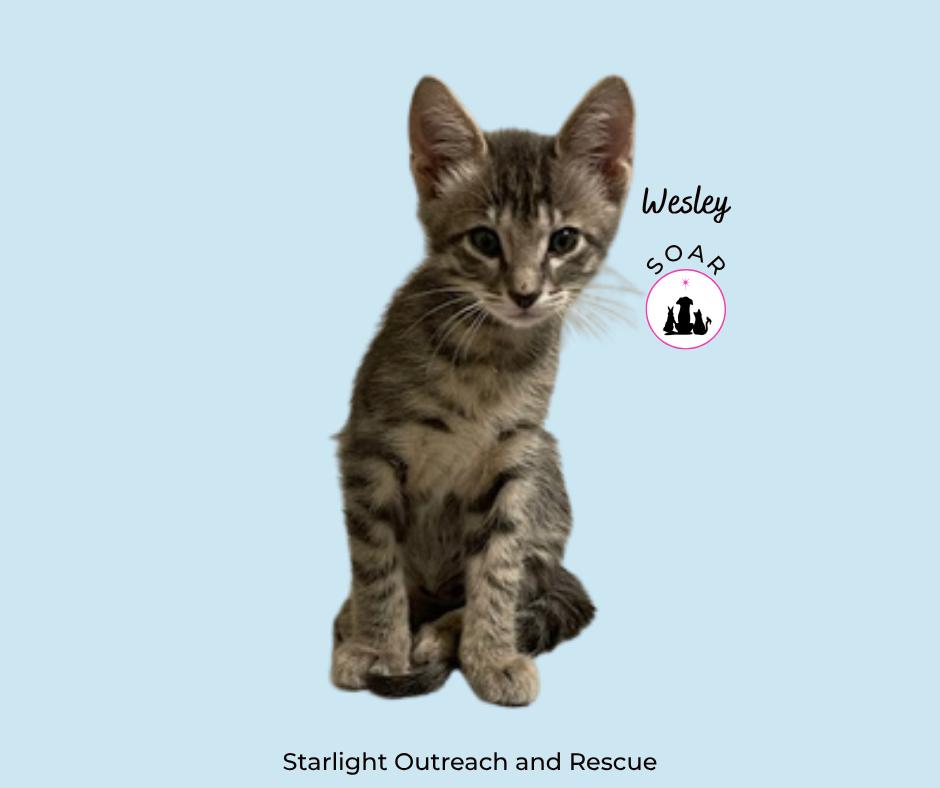 Wesley, adopted, Kitten Male Domestic Short Hair.