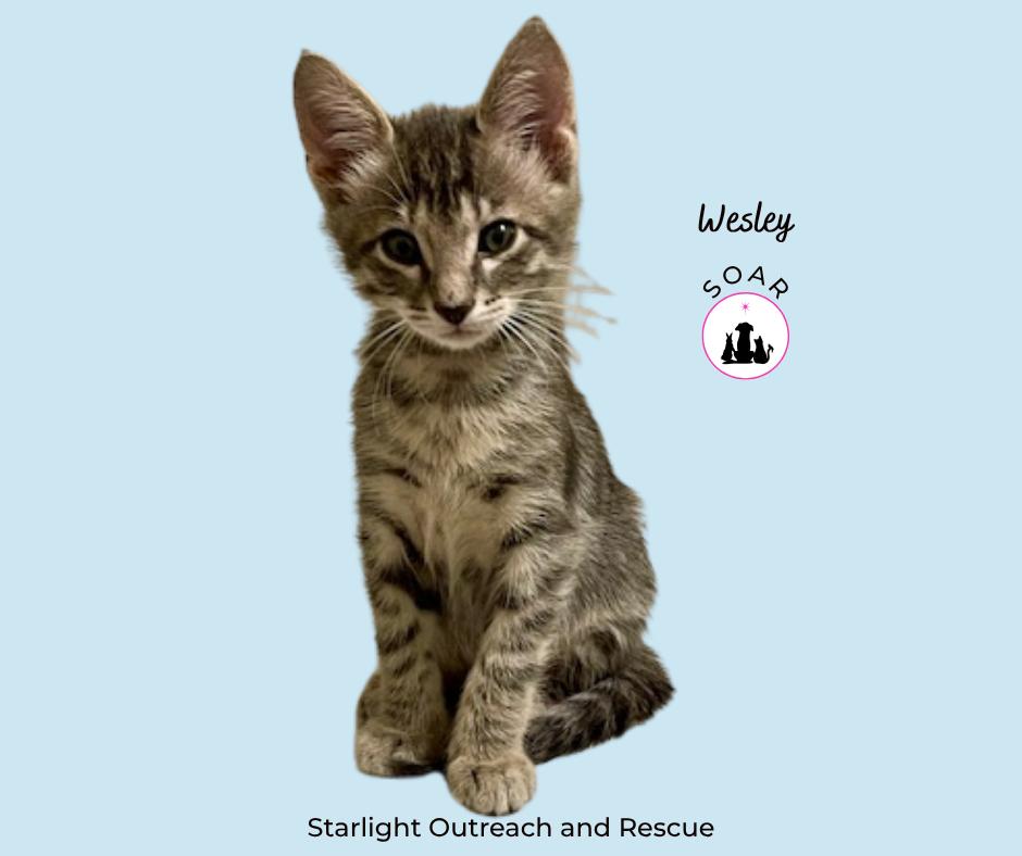 Enlarge Wesley, an adopted Domestic Short Hair in Alvin, TX image 2/3