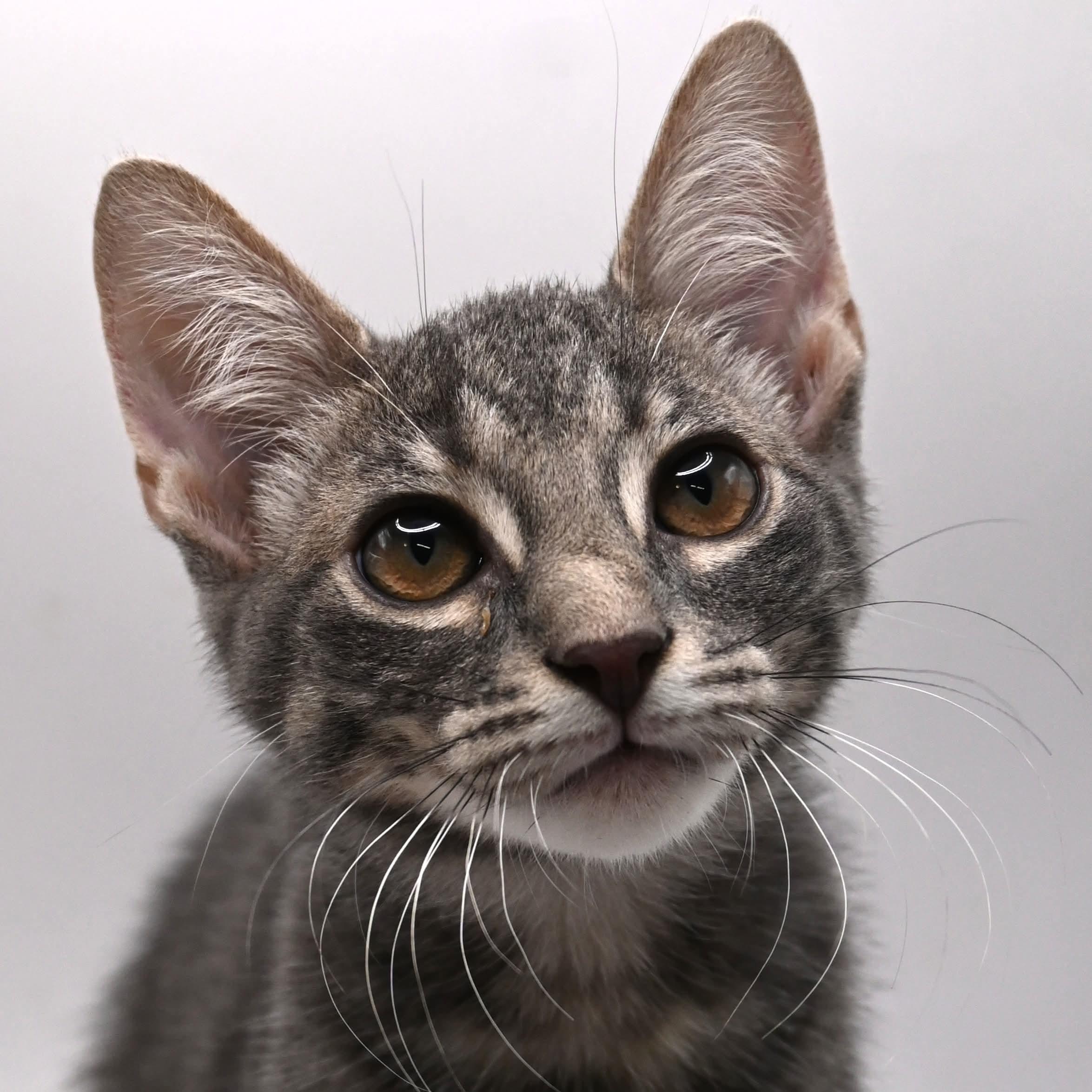 Cat for adoption Frey Frey, a Domestic Short Hair & Tabby Mix in