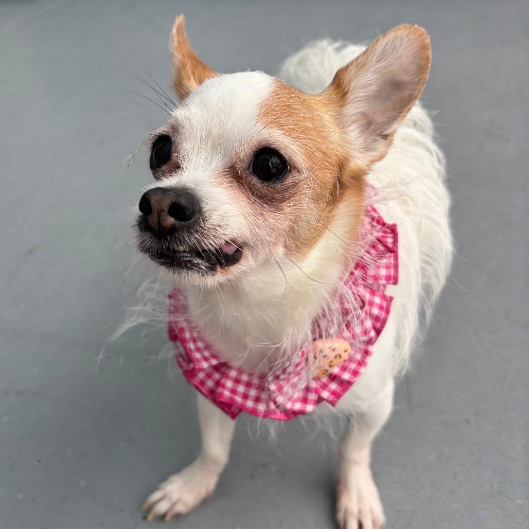 Puddles, Adoptable, Senior Male Chihuahua.