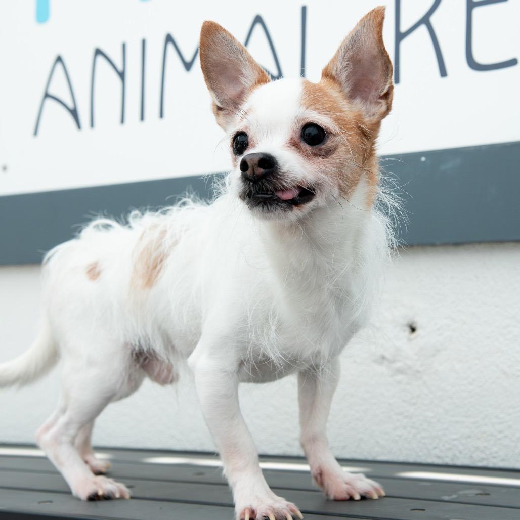 Enlarge Puddles, a Adoptable Chihuahua in Philadelphia, PA image 2/6