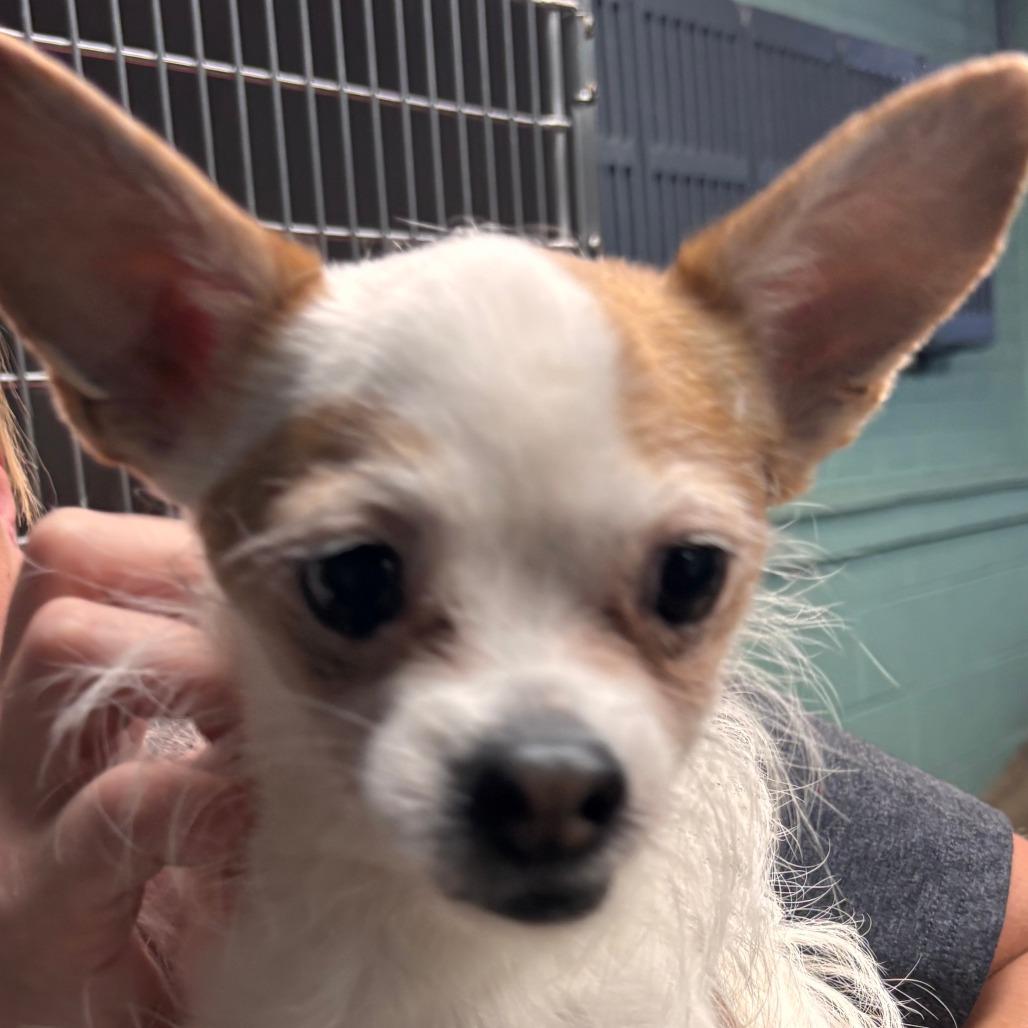 Enlarge Puddles, a Adoptable Chihuahua in Philadelphia, PA image 3/6