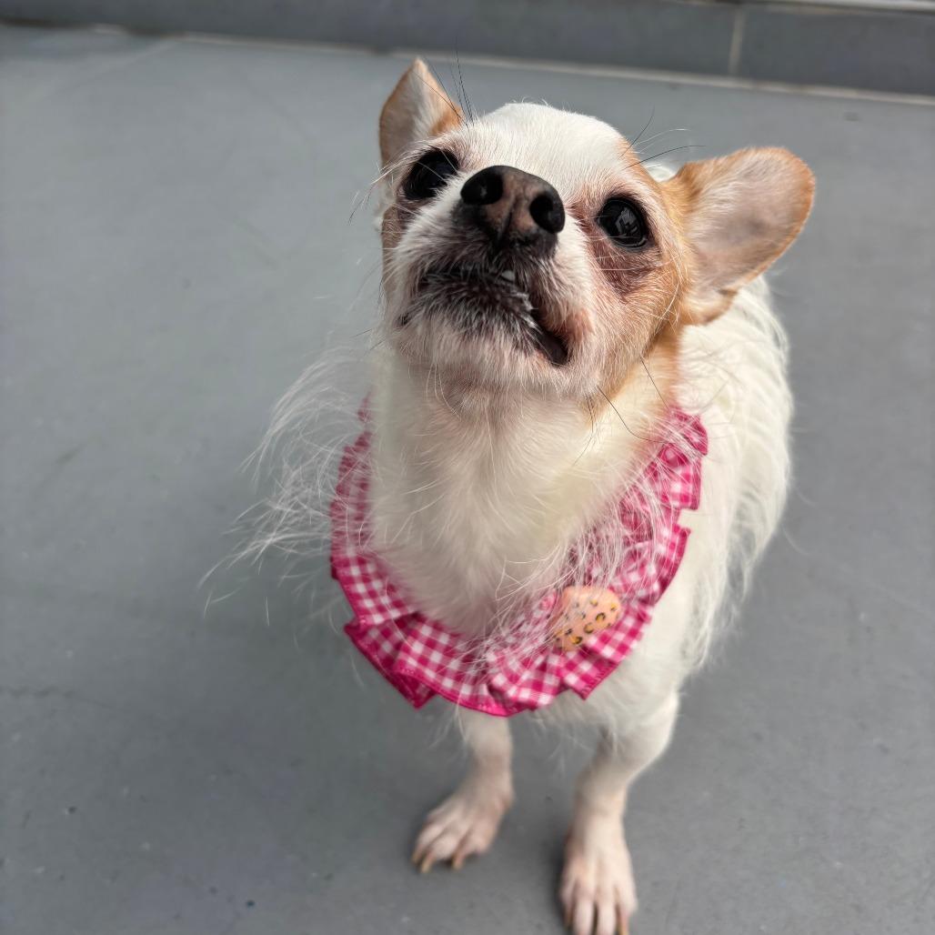 Enlarge Puddles, a Adoptable Chihuahua in Philadelphia, PA image 4/6