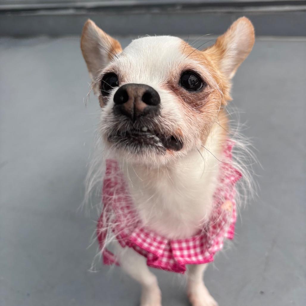 Enlarge Puddles, a Adoptable Chihuahua in Philadelphia, PA image 5/6