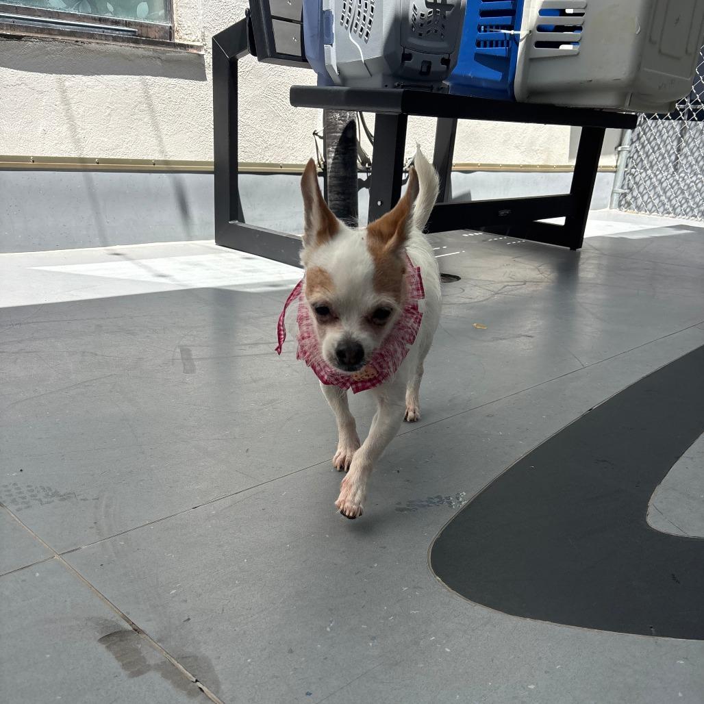 Enlarge Puddles, a Adoptable Chihuahua in Philadelphia, PA image 6/6