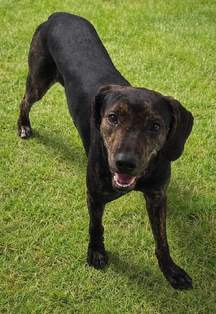 Enlarge Hubert, a Adoptable mixed breed in Tampa, FL image 1/2